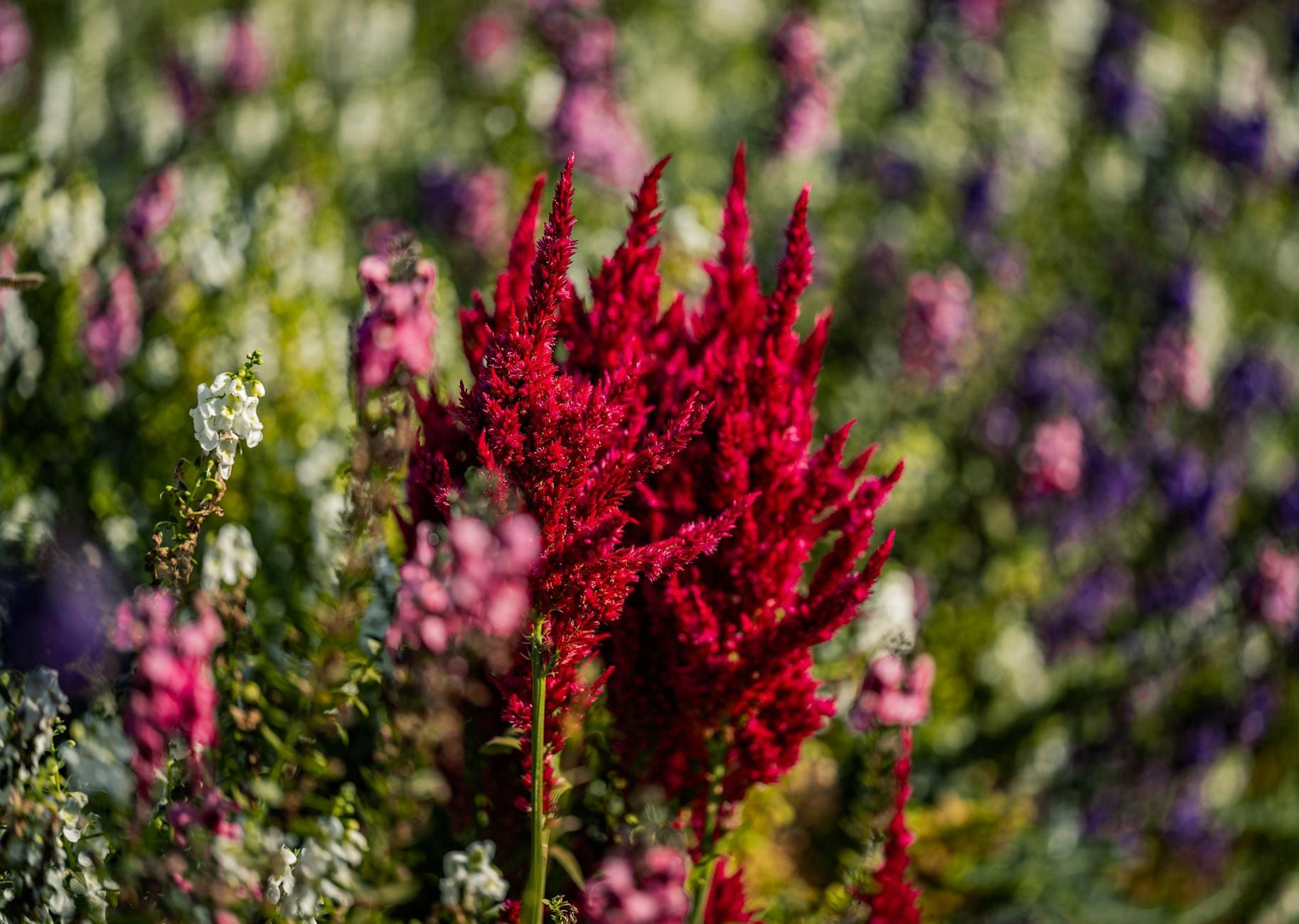 vibrant celosia in a colorful thai garden